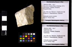 Foto (Objekt + Etiketten) von Discutiolira moesica (Muţiu & Bădăluţă, 1971) 